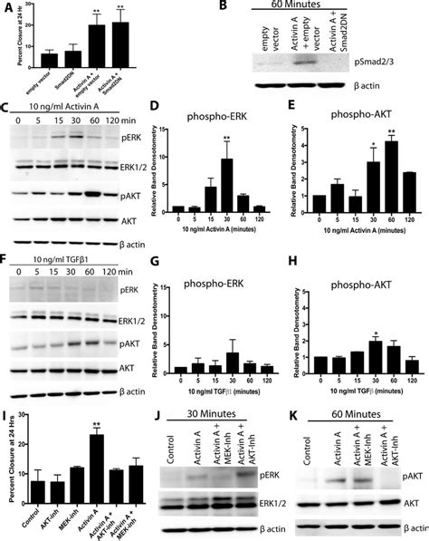 PI3K AKT And MEK ERK But Not Smad2 3 Pathways Are Required For Activin