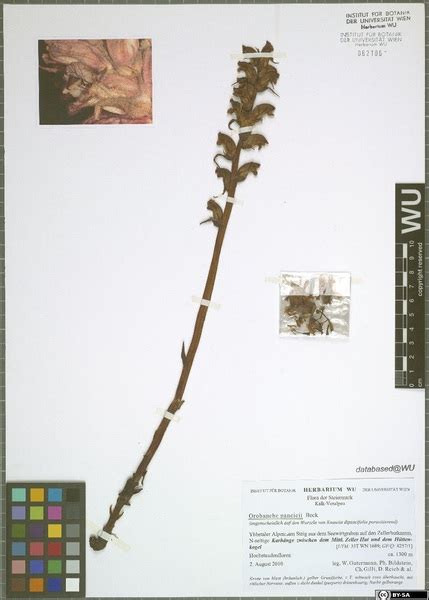 Orobanche Pancicii Beck Portale Della Flora D Italia Portal To The