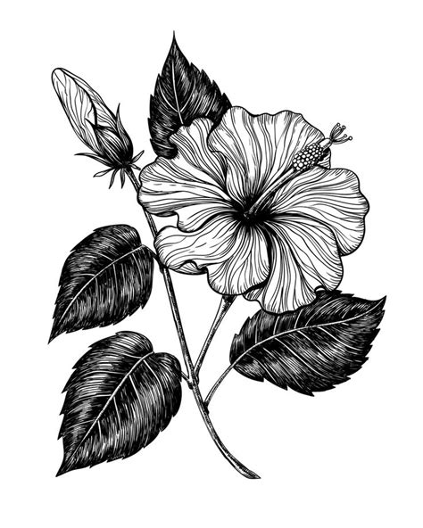 Hibiscus Flower Drawing Art Print