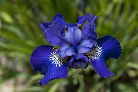 Iris Sp Stock Image C0111444 Science Photo Library