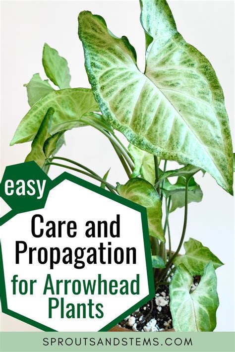 Easy Arrowhead Plant Care And Propagation Guide