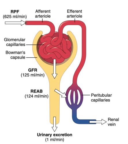 Glomerular Filtration Renal Blood Flow Flashcards Quizlet