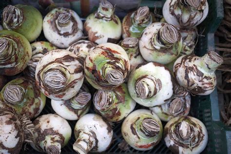 How To Store Amaryllis Bulbs