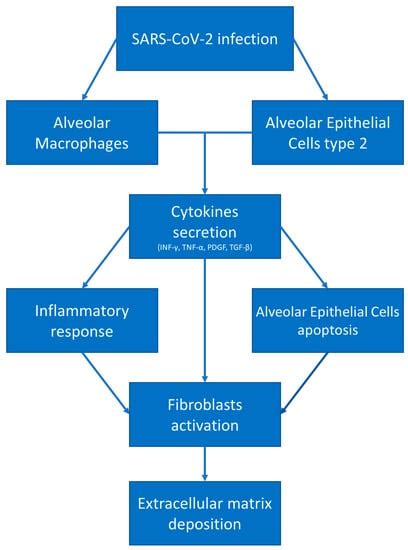 Microorganisms Free Full Text Idiopathic Pulmonary Fibrosis And