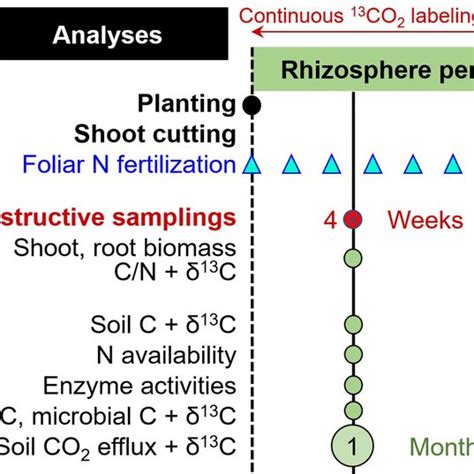 Comparison Of Shoot And Root Biomass A And Their Cn Ratios B Of