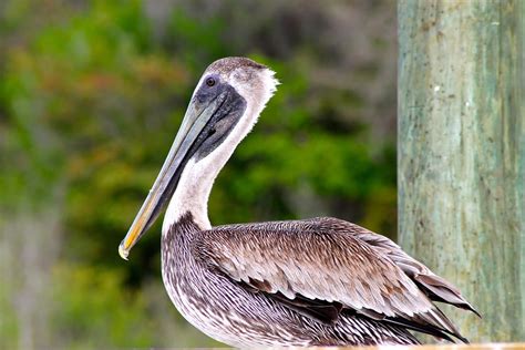 Pelican Bird Animal - Free photo on Pixabay - Pixabay