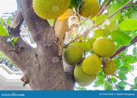 Fresh Green Young Jackfruits Artocarpus Heterophyllus Growing On The