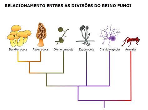 Como Diferenciar Um Animal De Uma Planta - Como Diferenciar Um Animal De Uma Planta - ZULEDU