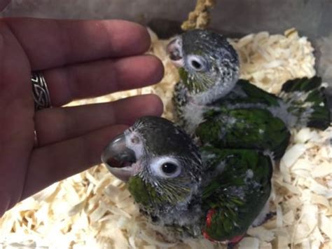 Black-Capped Conure Facts, Pet Care, Behavior, Price, Pictures