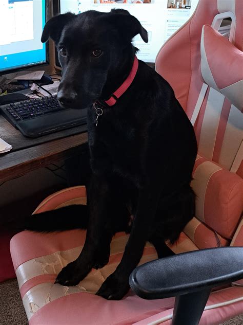My local pet shop has a new cashier : r/aww