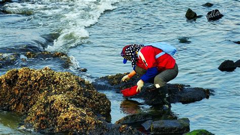 赶海大梅百家号大梅赶海大梅赶海捡海螺大山谷图库