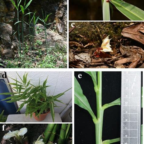 Zingiber orbiculatum: a. Habit, b. Ligule, c. Inflorescence with ...