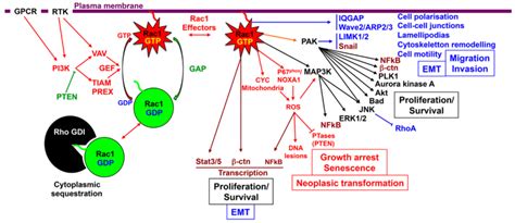 Schematic Representation Of Rac1 Signaling Pathways And Their Download Scientific Diagram