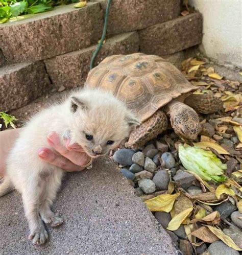 A Tortoise, a Couple, and the Kittens That Captured Their Hearts - We ...