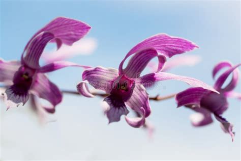 Exotic orchids stock photo. Image of clean, branch, present - 28747938