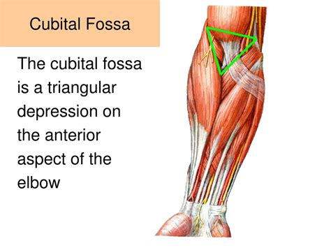 PPT - Muscles of the Arm and Cubital Fossa PowerPoint Presentation, free download - ID:2167593