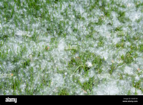 Cottonwood Tree Pollen High Resolution Stock Photography and Images - Alamy