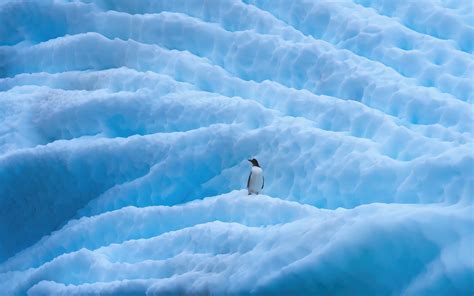 2560x1600 Penguin In Antarctica Wallpaper2560x1600 Resolution Hd 4k