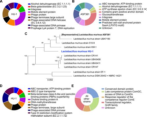 Frontiers Molecular Phenotyping And Genomic Characterization Of A