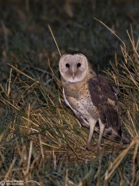 Eastern Grass Owl Tyto Longimembris Alfred Schulte