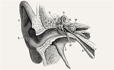 Maintaining the equilibrium: inner ear hair cell regeneration