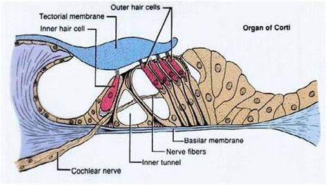 The Organ Of Corti The Organ Of Corti Is Attached To The Basilar