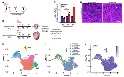 干货分享丨详解单细胞核 Rna 测序（snrna Seq）应用与进展 科研动态 上海伯豪生物技术有限公司 服务科技创新，护航人类健康！