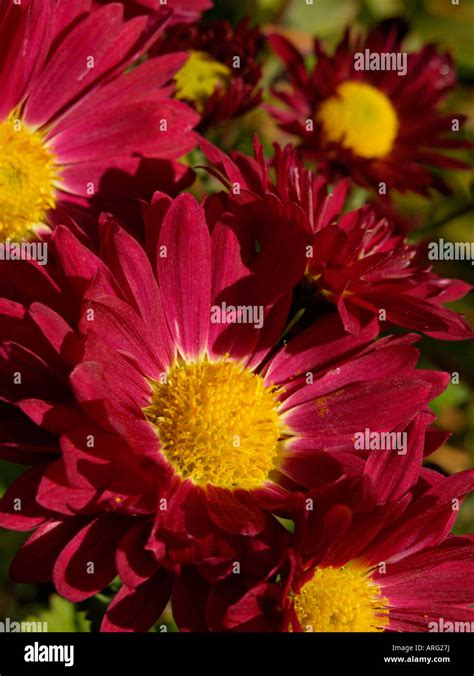 Chrysanthemum Vesuv Hi Res Stock Photography And Images Alamy