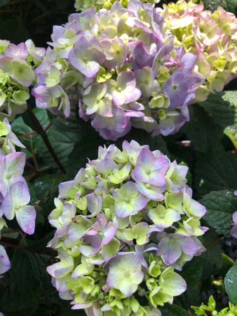 Green Hydrangeas