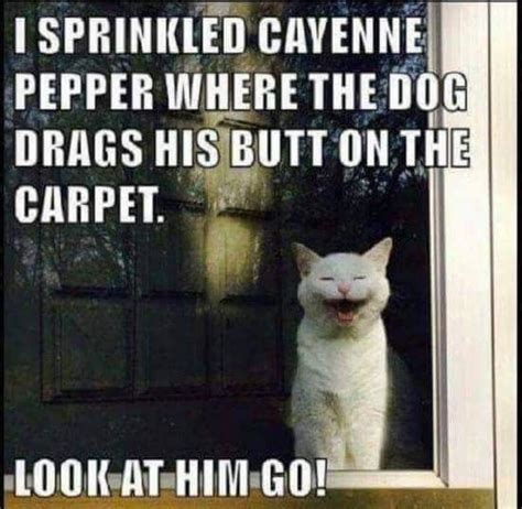 Pin By Lin Kerns On Funny As Hell Felines Cat Quotes Funny Funny