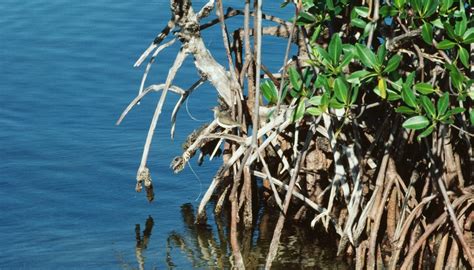 The Role of Decomposers in a Mangrove Ecosystem | Sciencing