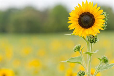 Consejos Para Cultivar Girasoles En Macetas O Contenedores Claves