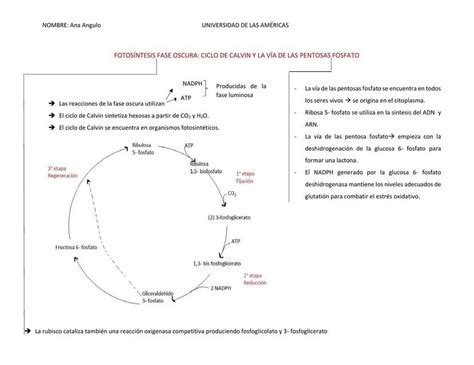 Fotos Ntesis Fase Oscura Ciclo De Calvin Y La V A De Las Pentosas Mapa