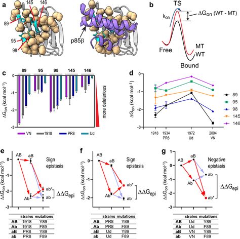 Strain Specific Epistasis In Ns S A The Core And Rim Interface Residues