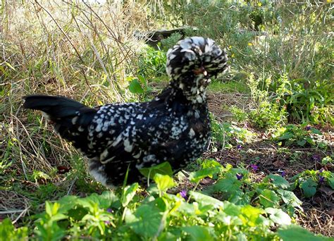 Naked Neck Chicken Breed History Characteristics Temperament Comb Type Grow Chicken