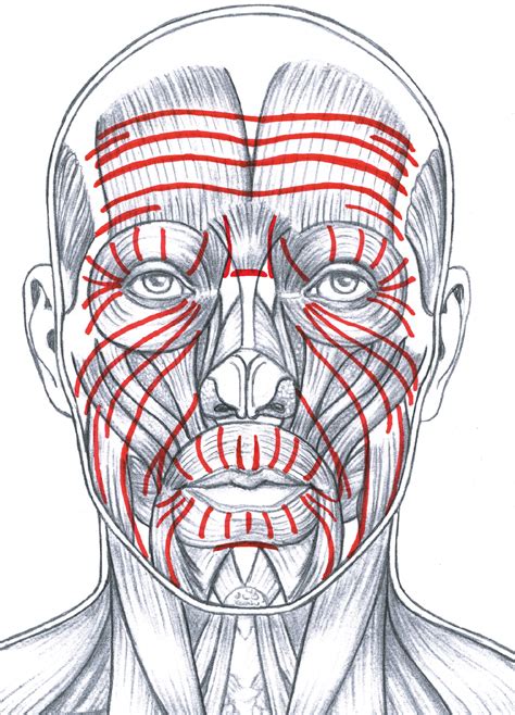 The Red Lines Indicate The General Pattern Of Facial Wrinkles Corresponding To The Dynamic