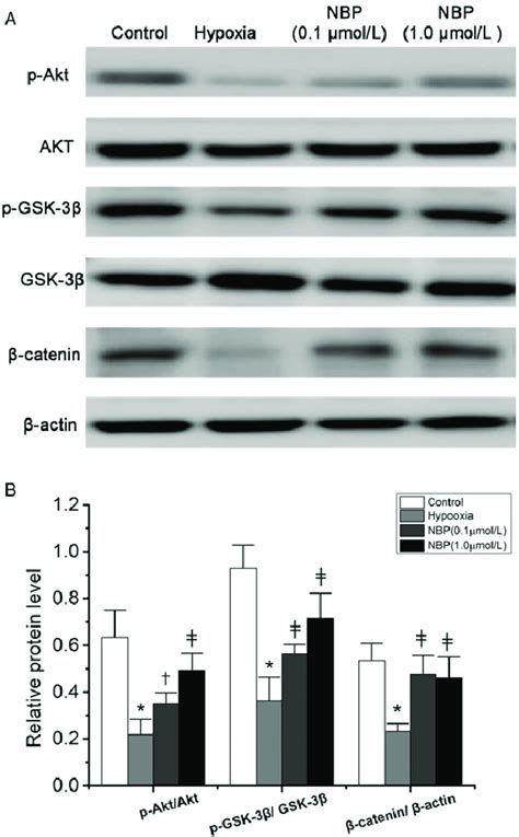 Aktgsk 3bb Catenin Signaling Pathway Was Activated By Nbp In Bmecs Download Scientific