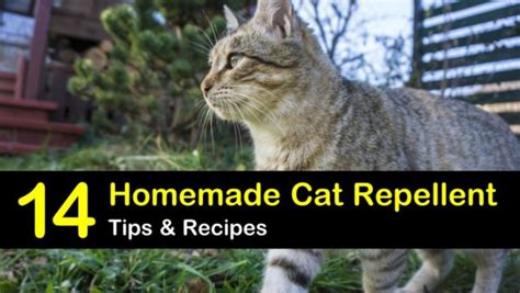 14 Natural Cat Repellent Recipes Anyone Can Make