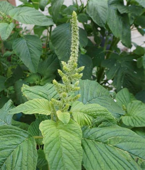 Amaranth Seeds Green Leaf - Etsy