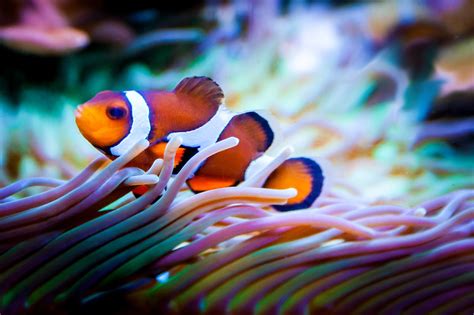 Fisch Aquarium Nemo Kostenloses Foto Auf Pixabay