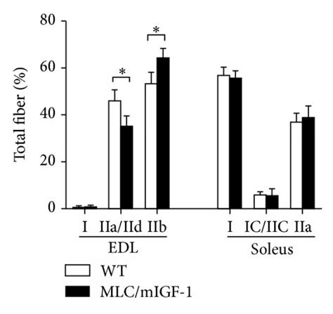 A Wet Weight Of EDL And Soleus Muscles From WT Open Bars And