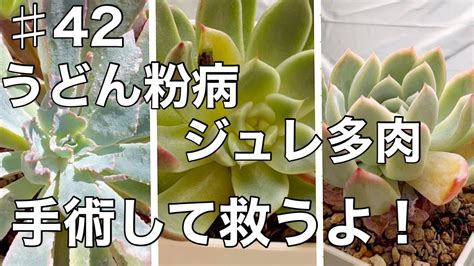 【多肉植物】♯42 うどん粉病ジュレ多肉手術して救うよ！ Youtube