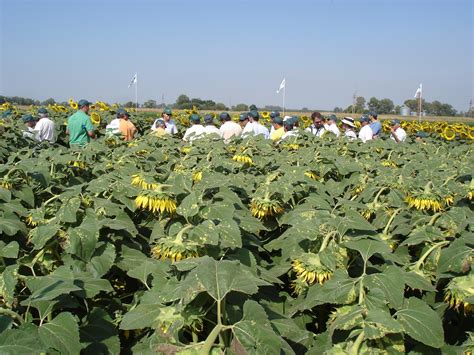 La siembra de girasol será de 2 2 millones de hectáreas delSector