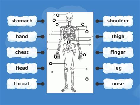 Human Skeleton Labelled Diagram