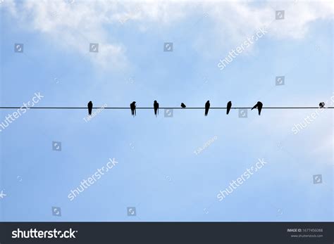 8,830 Electric Poles Birds Images, Stock Photos & Vectors | Shutterstock