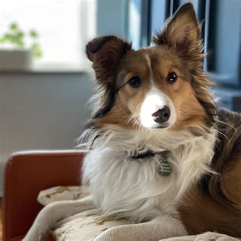 Kitty - Instinct Dog Behavior & Training