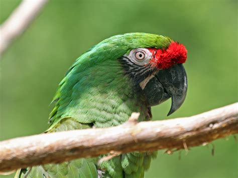 Great Green Macaw RWD : Biological Science Picture Directory – Pulpbits.net