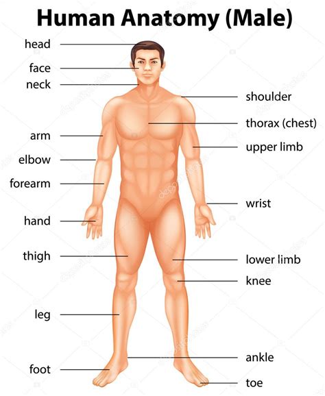 Human Body Parts Stock Vector By ©blueringmedia 26395365