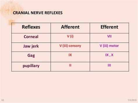 Cranial Nerve Reflexes Chart - Brainstem Reflexes An Overview ...