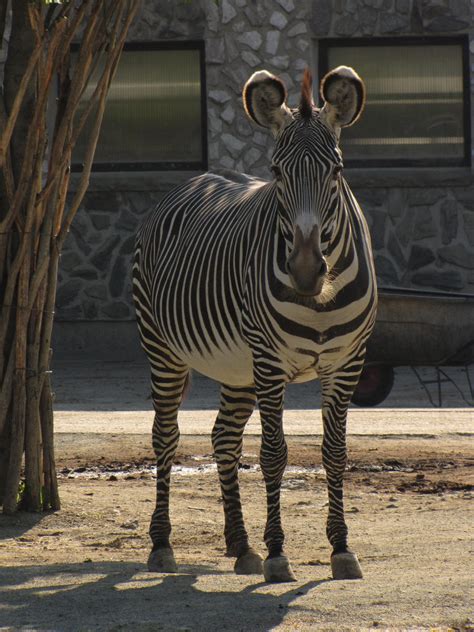 Grevy's Zebra 04 by animalphotos on DeviantArt